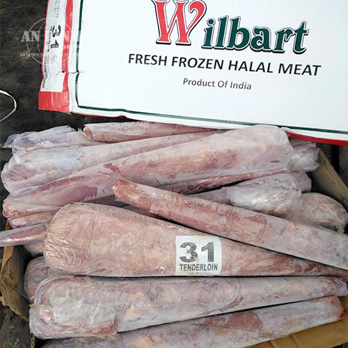 THĂN NỘI TRÂU ẤN ĐỘ M31 – WILBART
