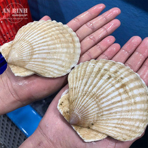JAPANESE SCALLOPS